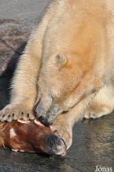 Zoo København