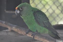 Poicephalus gulielmi