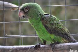 Poicephalus gulielmi fantiensis