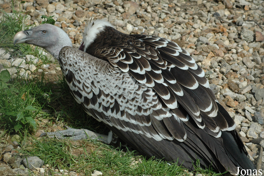 Parc Zoologique du Bois d'Attilly