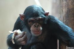 Safaripark Beekse Bergen