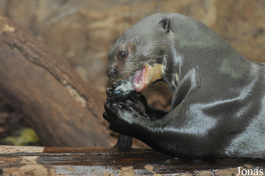 Zoo Duisburg
