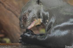 Zoo Duisburg