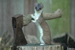 Mustela erminea