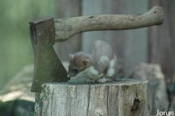 Zoo Heidelberg