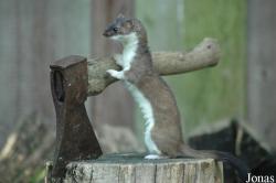 Zoo Heidelberg
