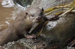 Rare Species Conservation Centre