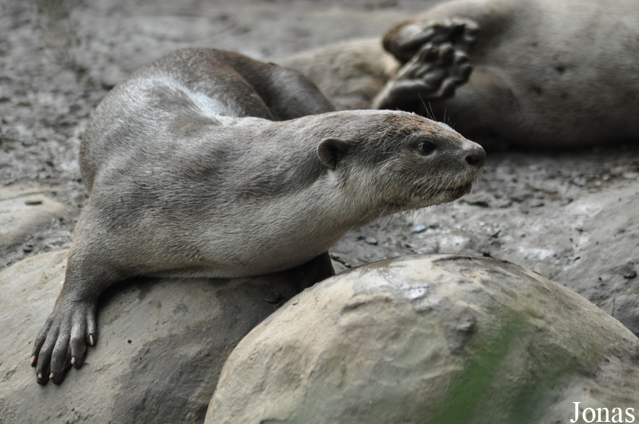 Rare Species Conservation Centre