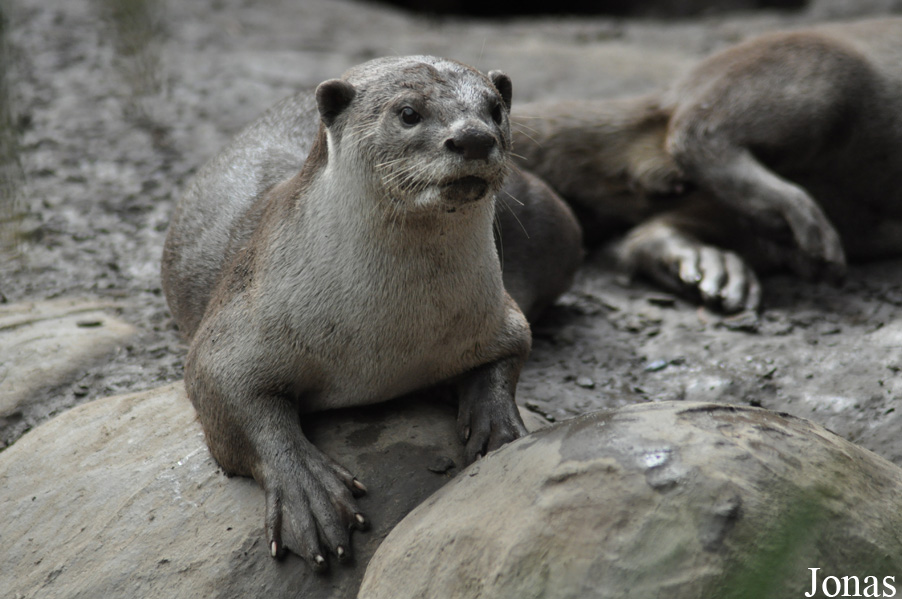 Rare Species Conservation Centre