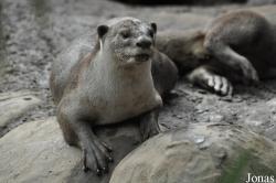 Rare Species Conservation Centre