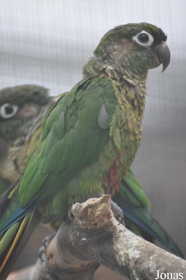 Vogelpark Biebesheim