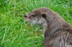 British Wildlife Centre