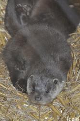 British Wildlife Centre