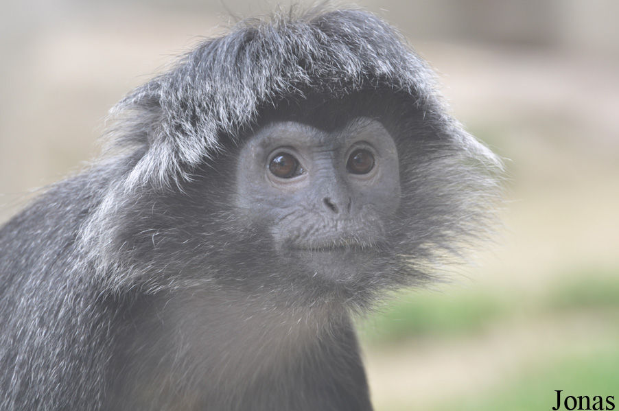 Erlebnis-Zoo Hannover