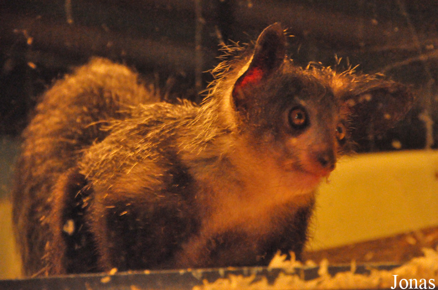 Durrell Wildlife Conservation Trust