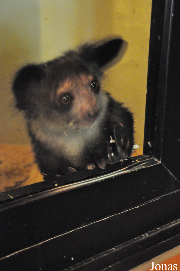 Durrell Wildlife Conservation Trust