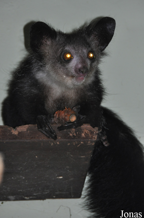 Durrell Wildlife Conservation Trust