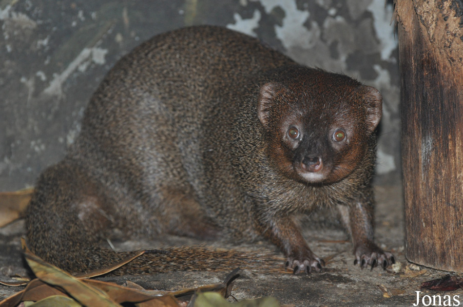 Pata Zoo