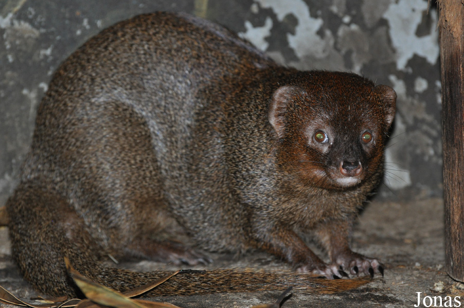 Pata Zoo