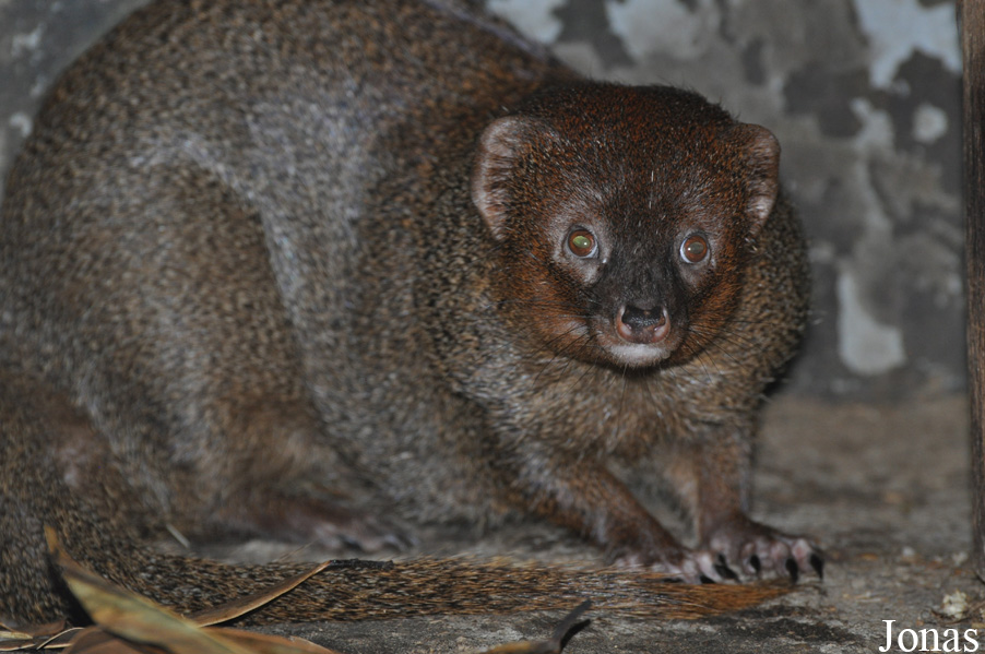 Pata Zoo