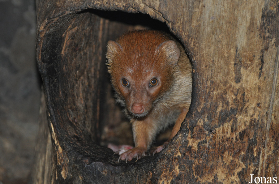 Pata Zoo