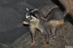 Melogale personata