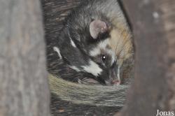 Chiangmai Zoo
