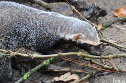 Uilen- en Dierenpark De Paay