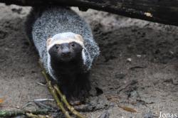 Uilen- en Dierenpark De Paay