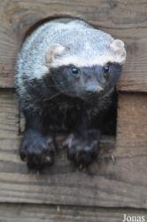 Uilen- en Dierenpark De Paay