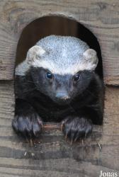 Uilen- en Dierenpark De Paay