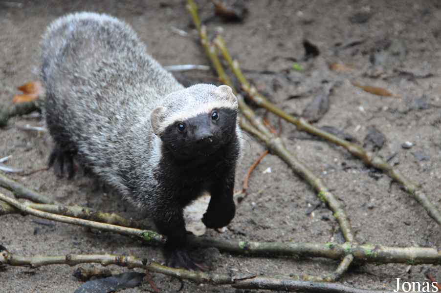 Uilen- en Dierenpark De Paay