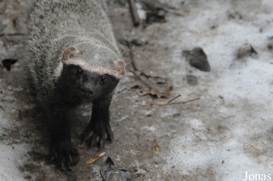Uilen- en Dierenpark De Paay