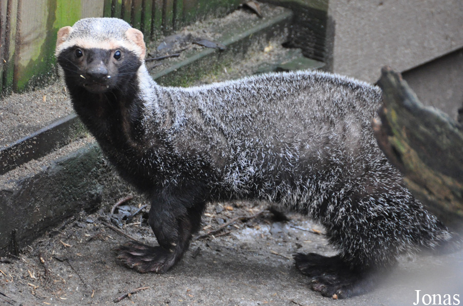 Uilen- en Dierenpark De Paay