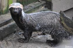 Uilen- en Dierenpark De Paay