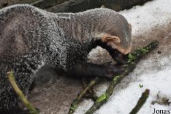 Uilen- en Dierenpark De Paay
