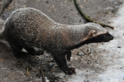 Uilen- en Dierenpark De Paay