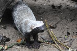 Uilen- en Dierenpark De Paay