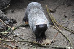 Uilen- en Dierenpark De Paay