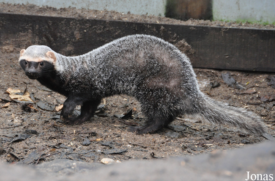 Uilen- en Dierenpark De Paay