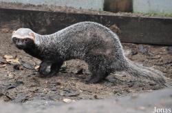 Uilen- en Dierenpark De Paay