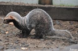 Uilen- en Dierenpark De Paay