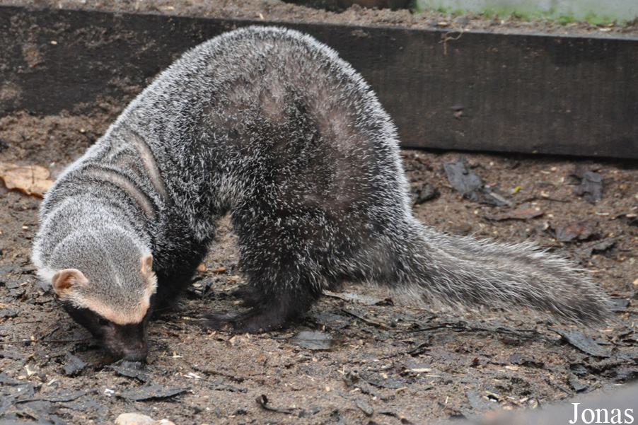 Uilen- en Dierenpark De Paay