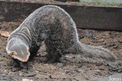 Uilen- en Dierenpark De Paay