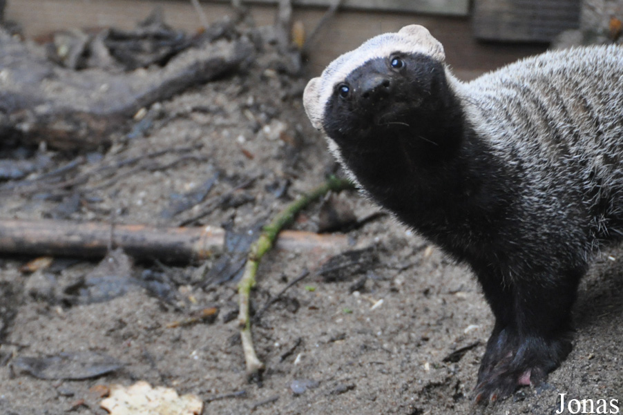 Uilen- en Dierenpark De Paay