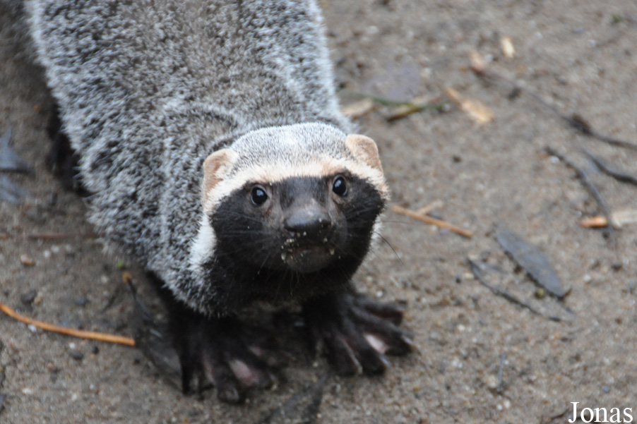 Uilen- en Dierenpark De Paay