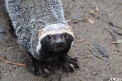 Uilen- en Dierenpark De Paay