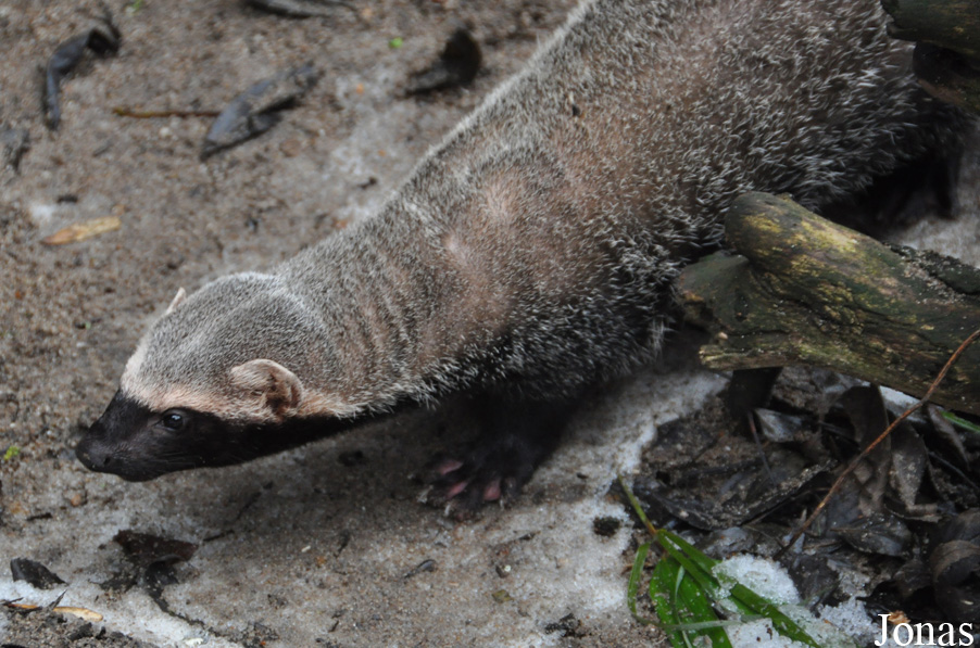 Uilen- en Dierenpark De Paay