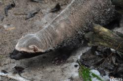 Uilen- en Dierenpark De Paay