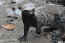 Uilen- en Dierenpark De Paay